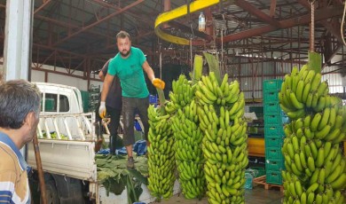 Muz Hasatında Rekoltenin 150 Bin Ton Bekleniyor