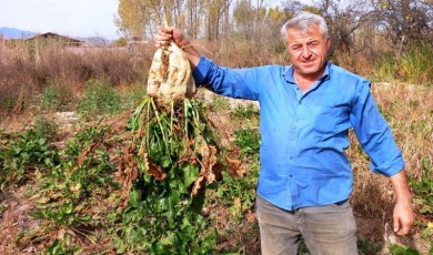 Pancar Söküm Mesaisi Başladı