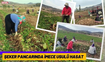 Şeker Pancarında İmece Usulü Hasat