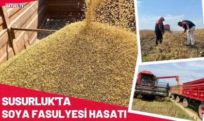 Susurluk'ta Soya Fasulyesi Hasatı