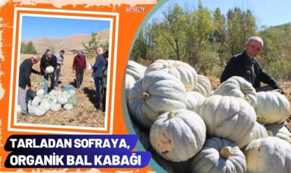 Tarladan Sofraya, Organik Bal Kabağı