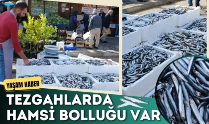 Tezgahlarda Hamsi Bolluğu Var