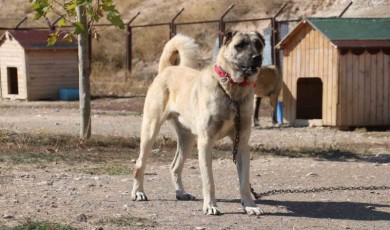 İşte Gerçek Kangal Köpeklerinin Özellikleri