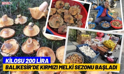 Balıkesir’de Kırmızı Melki Sezonu Başladı: Kilosu 200 Lira