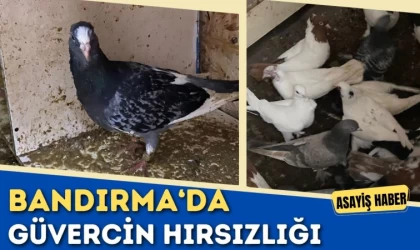 Bandırma’da Güvercin Hırsızlığı