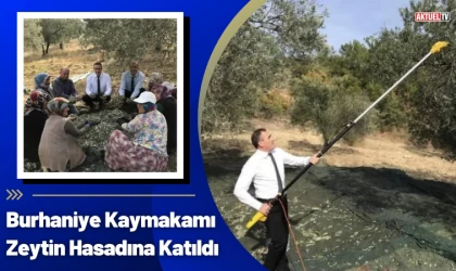 Burhaniye Kaymakamı Zeytin Hasadına Katıldı