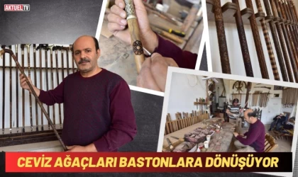 Ceviz Ağaçları Bastonlara Dönüşüyor