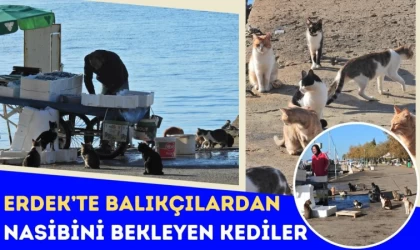 Erdek’te Balıkçılardan Nasibini Bekleyen Kediler