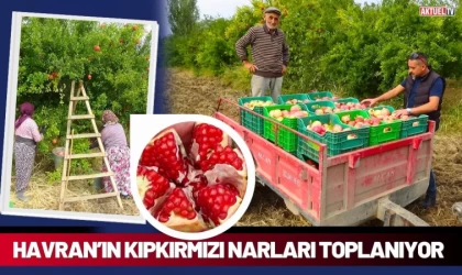 Havran’ın Kıpkırmızı Narları Toplanıyor