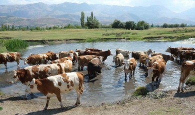 Hayvancılık Destekleme Başvuru Tarihleri Açıklandı