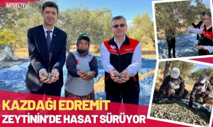 Kazdağı Edremit Zeytinlerinde Hasat Sürüyor