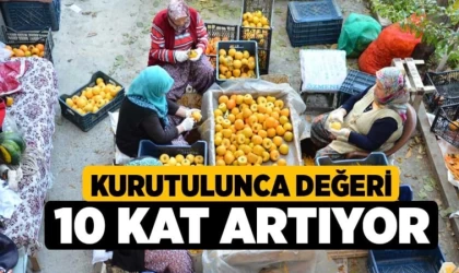 Kurutulunca Değeri 10 Kat Artıyor