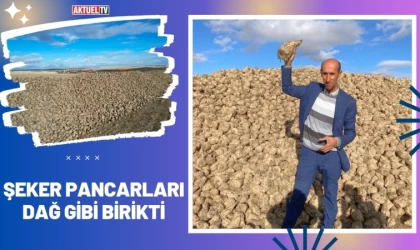 Şeker Pancarları Dağ Gibi Birikti