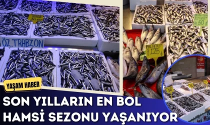 Son Yılların En bol Hamsi Sezonu Yaşanıyor