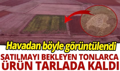 Tonlarca Ürün Satılamayınca Tarlada Kaldı