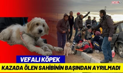 Vefalı Köpek Kazada Ölen Sahibinin Başından Ayrılmadı