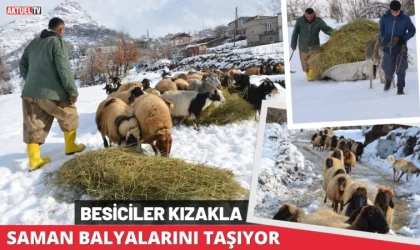 Besiciler Kızakla Saman Balyalarını Taşıyor