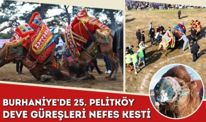 Burhaniye’de 25. Pelitköy Deve Güreşleri Nefes Kesti