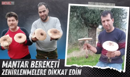 Doğada Mantar Bereketi Yaşanıyor