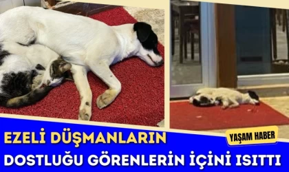 Ezeli Düşmanların Dostluğu Görenlerin İçini Isıttı