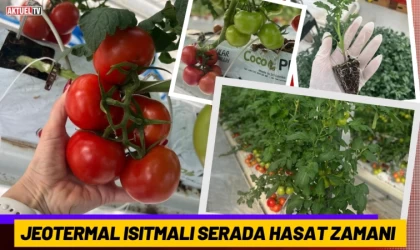 Jeotermal Isıtmalı Serada Hasat Zamanı