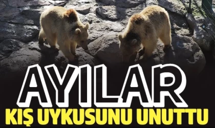 Kış Uykusuna Yatamayan Ayılar, Mezarları Kazmaya Başladı