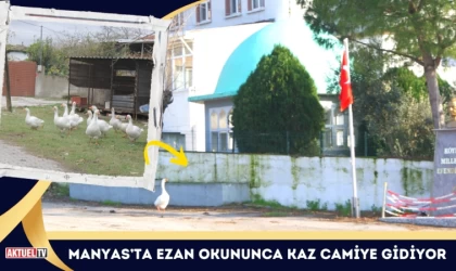 Manyas’ta Ezan Okununca Kaz Camiye Gidiyor