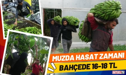 Muzda Hasat Zamanı, Bahçede 16-18 TL