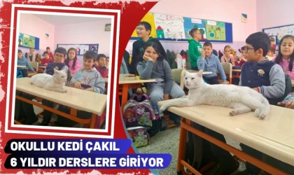 Okullu Kedi Çakıl 6 Yıldır Derslere Giriyor