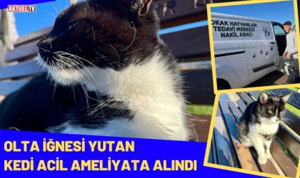 Olta İğnesi Yutan Kedi Acil Ameliyata Alındı