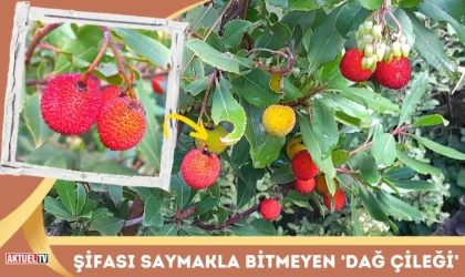 Şifası Saymakla Bitmeyen ‘Dağ Çileği’