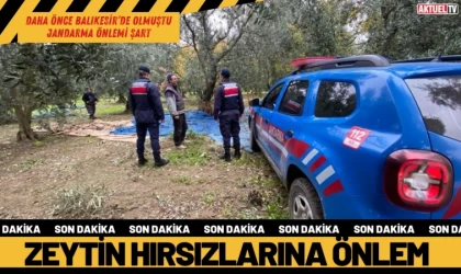 Zeytin Hırsızları Artıyor Jandarmalar Teyakkuzda