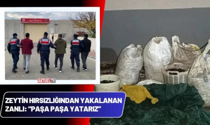 Zeytin Hırsızlığından Yakalanan Zanlı: “Paşa Paşa Yatarız”