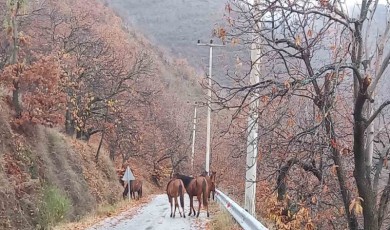 Zeytinde ‘Yok Yılı' Hayvanlara Yaradı