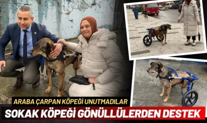 Araba çarpan sokak köpeğine gönüllülerden destek